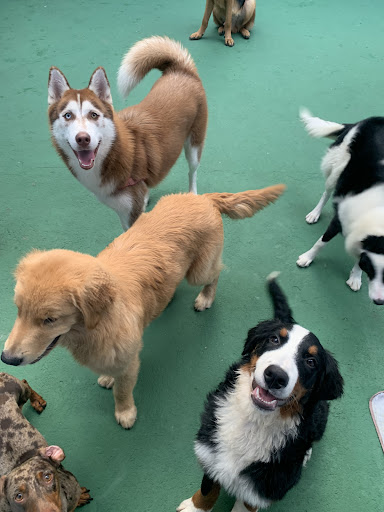 ALPHA DOG - ESCOLA PARA CÃES - HOTEL - Banho e tosa