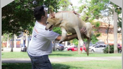 Adestramento de A à Z - André Adestrador.