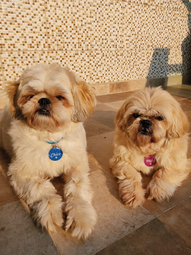 LaPet Banho e Tosa Creche e Hotel