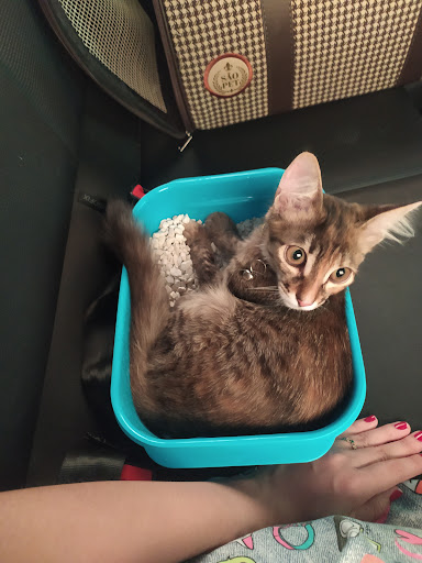 Ps Vet - Hospital Veterinário 24h