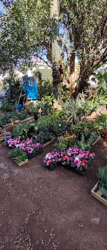 Verduras e Flores do Sr.Zé